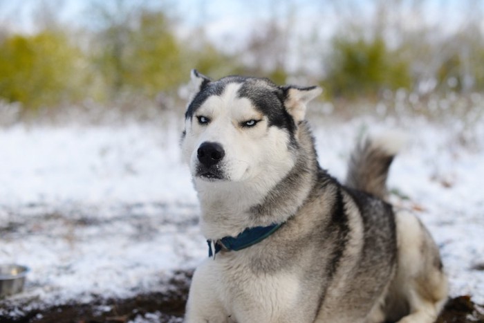 こちらを睨むハスキー犬