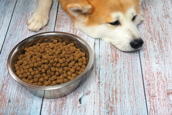 食欲のない秋田犬