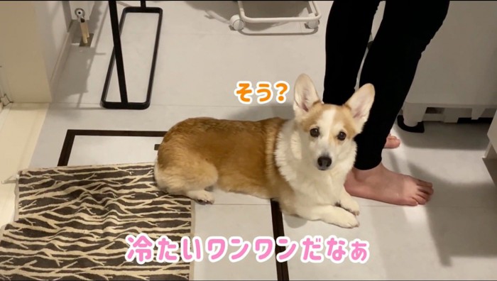 男性の足元に伏せて女性を見上げる犬