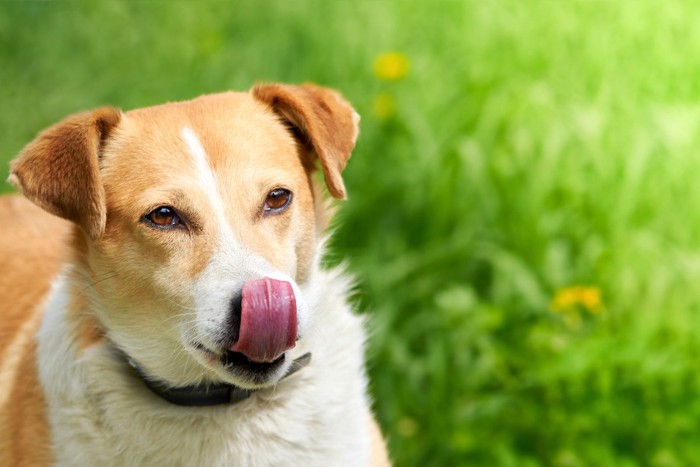 鼻を舐めている犬