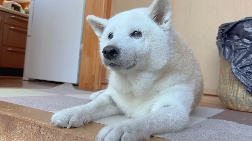 くつろぐ犬