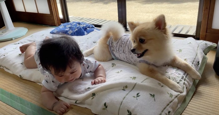 赤ちゃんと同じ体制の犬