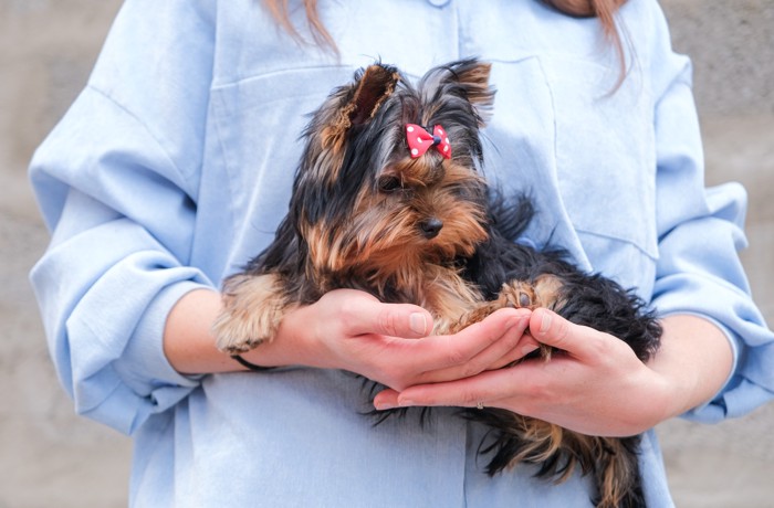 人に抱っこされたまま周囲を眺めるヨークシャーテリアの子犬
