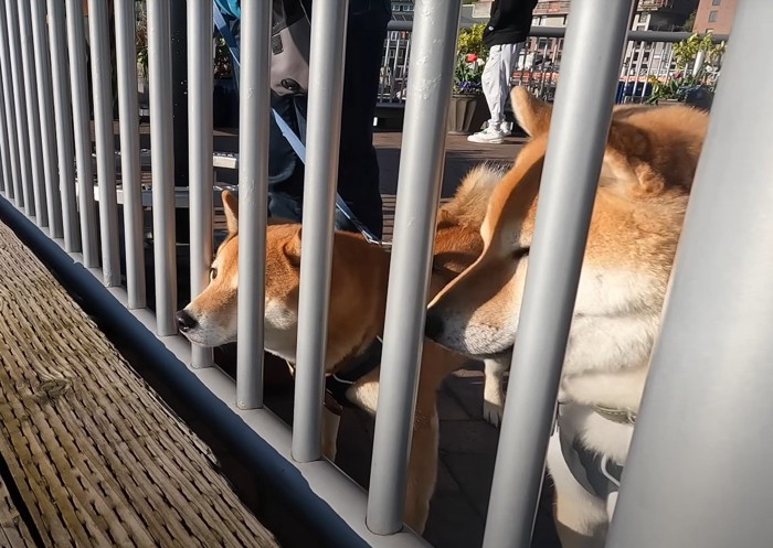 柵越しに海を見る犬達