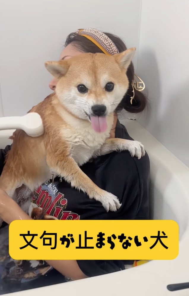 お風呂に入る柴犬