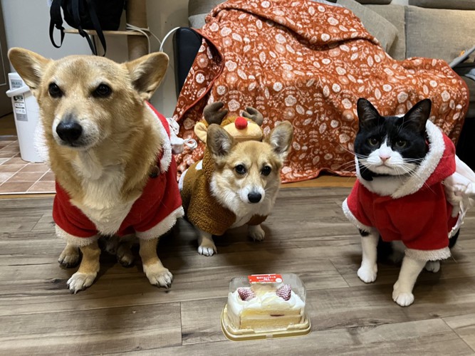 ハチワレ猫