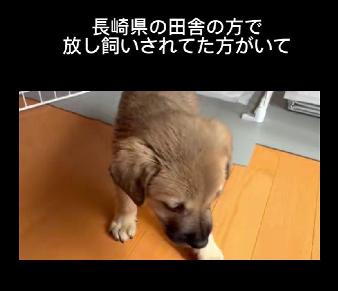放し飼いの犬から産まれた子犬