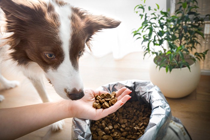 飼い主の手から直接おやつをもらおうとする犬