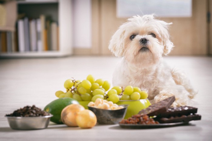 犬にとって有害な食材