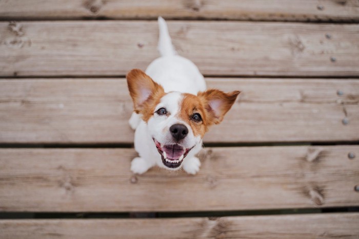 笑顔の犬