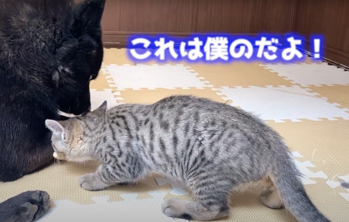 僕のだよ！という犬