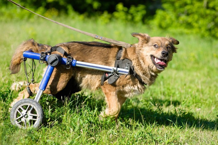 犬の歩行器で歩く犬