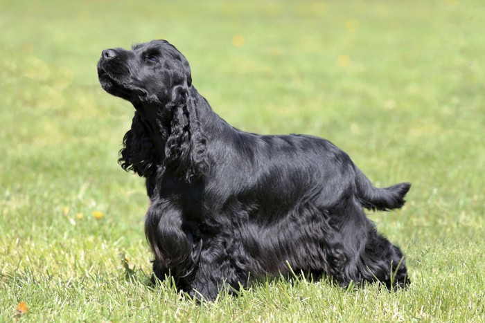 芝生の上で横向きに立つイングリッシュ・コッカー・スパニエル
