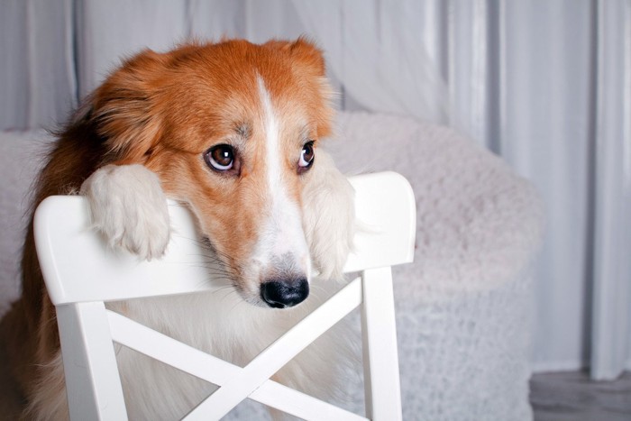 背もたれにあごをのせた上目遣いの犬