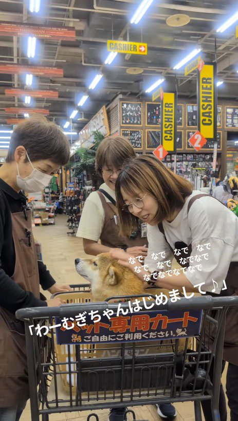 カートに乗った犬のまわりで笑顔になる店員たち