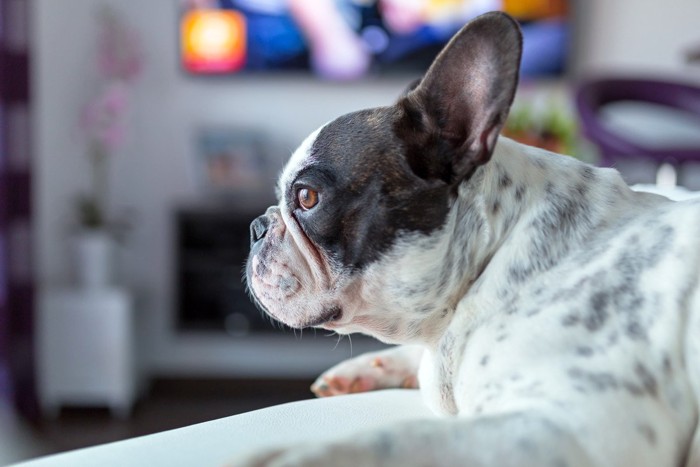 テレビのまえの犬