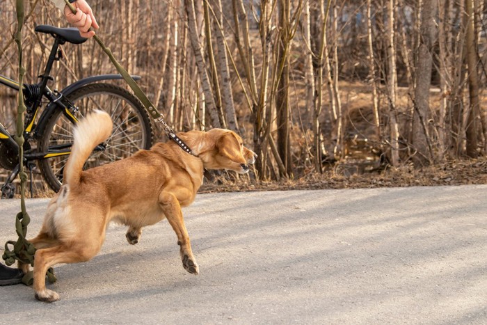 散歩中、飛びかかろうとしている茶の犬