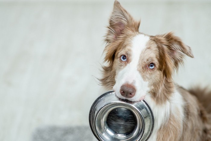 お皿をくわえる犬