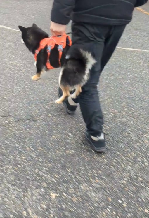 抱えられる犬の後ろ姿3
