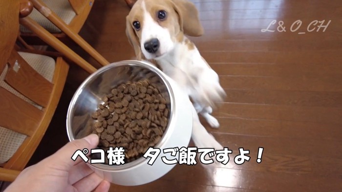 レオくんのご飯を奪うペコちゃん