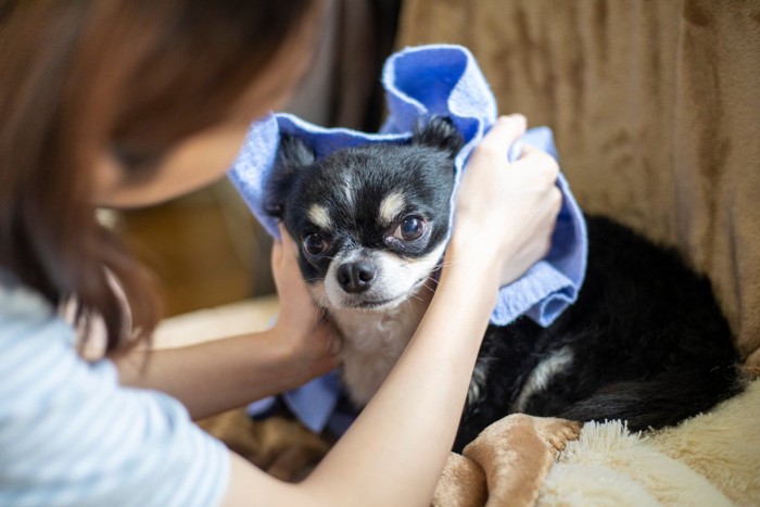 チワワ、青いタオルで拭く