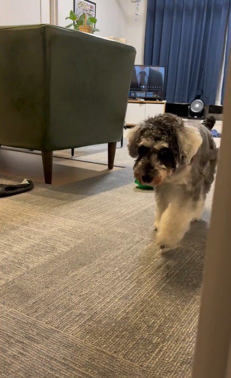 お風呂から出た時のポポちゃんの態度8