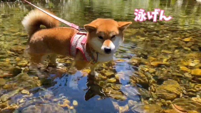 「泳いだら？」「無理！」