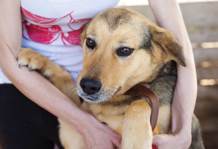 引き離される犬