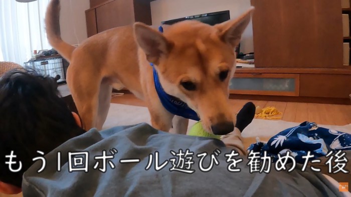 「ほら、ボールで遊びなよ~」