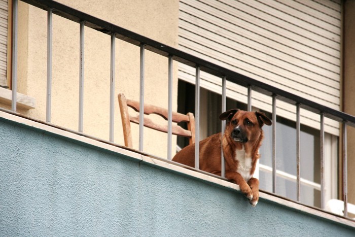 ベランダから身を乗り出す犬