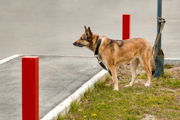 ポールにつながれている犬