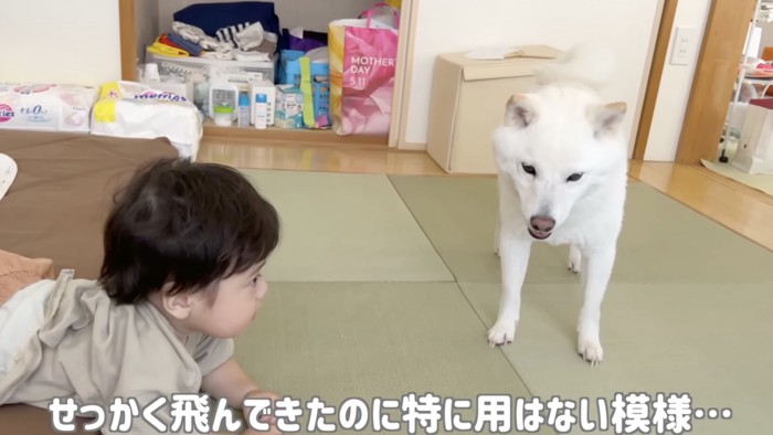 「よんだだけ…？」