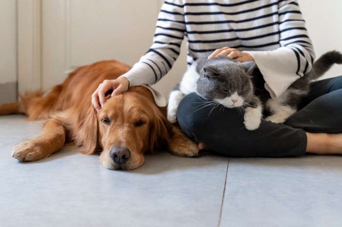 飼い主とくつろぐゴールデンレトリーバーと猫