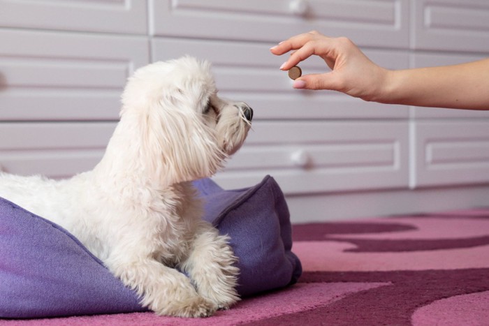 予防薬を犬に見せる