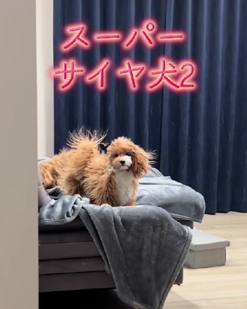 ぷうたちゃんも登場