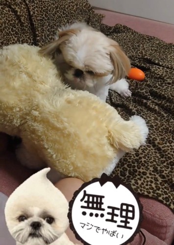 ぬいぐるみを見つめる犬