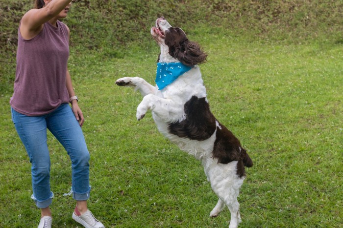 興奮してジャンプする犬