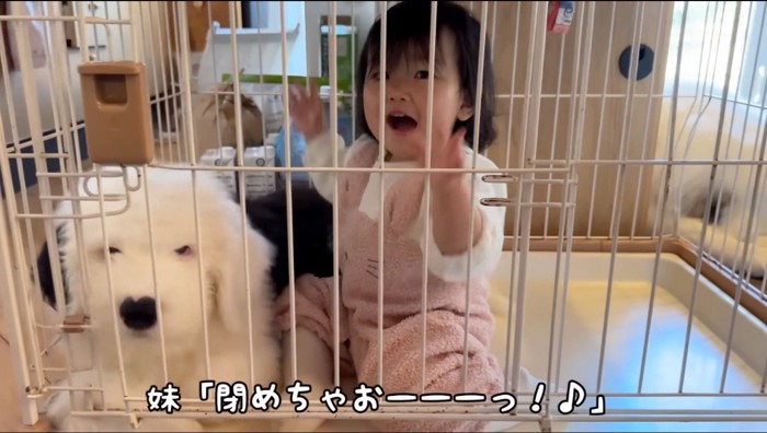 ケージの中に入っている子犬と赤ちゃん