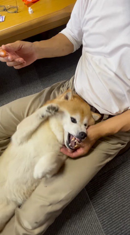 目薬を見て体をくねらせる犬