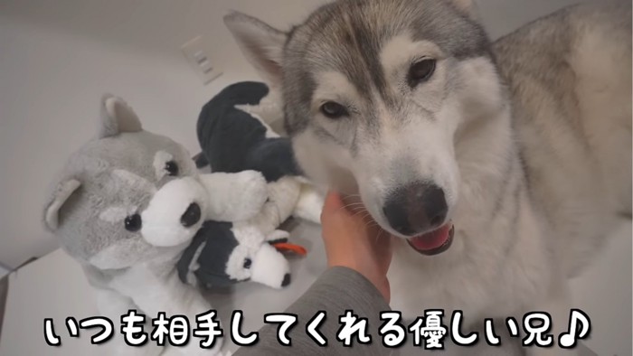 リラックスする犬