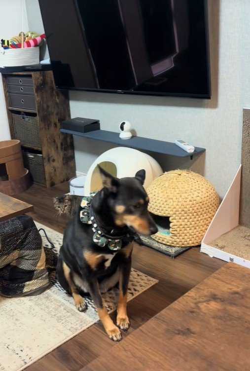 猫ちゃんが振り返ると…