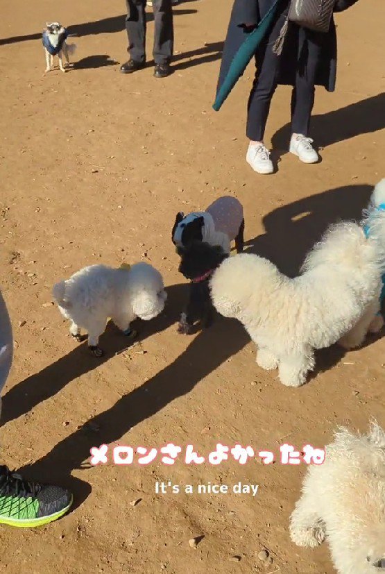 犬見知りが解消された！？