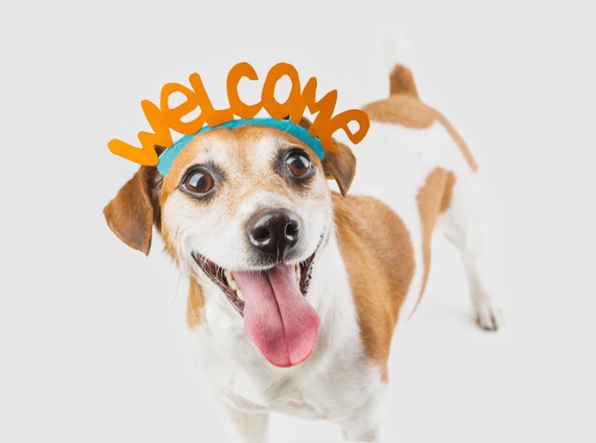 welcomeのカチューシャを着けた犬