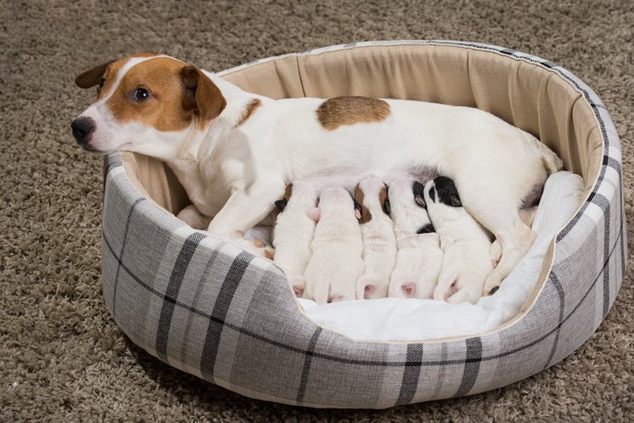 たくさんの子犬に授乳する母犬