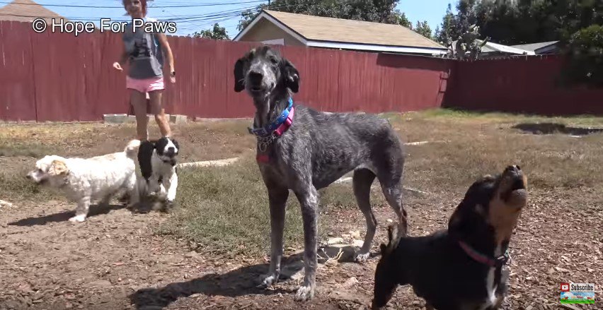 犬に囲まれた犬