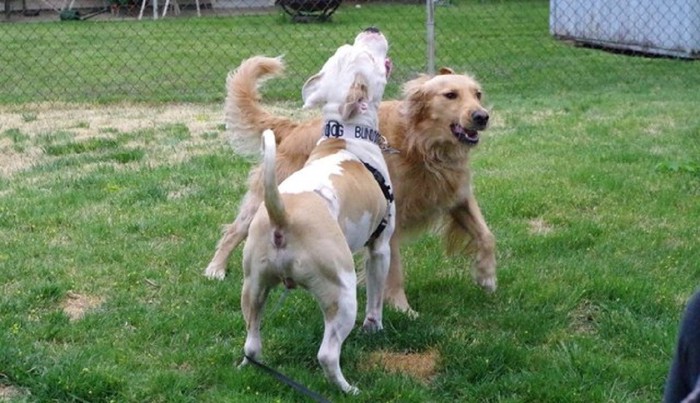 芝生の上で遊ぶ2頭の犬