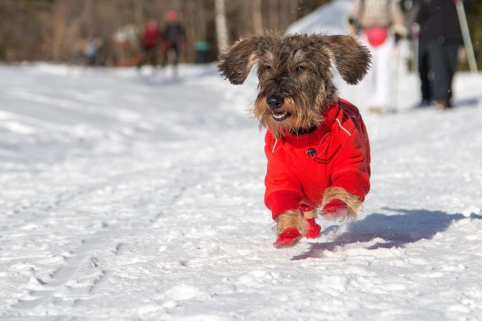 靴を履いて雪遊びする犬