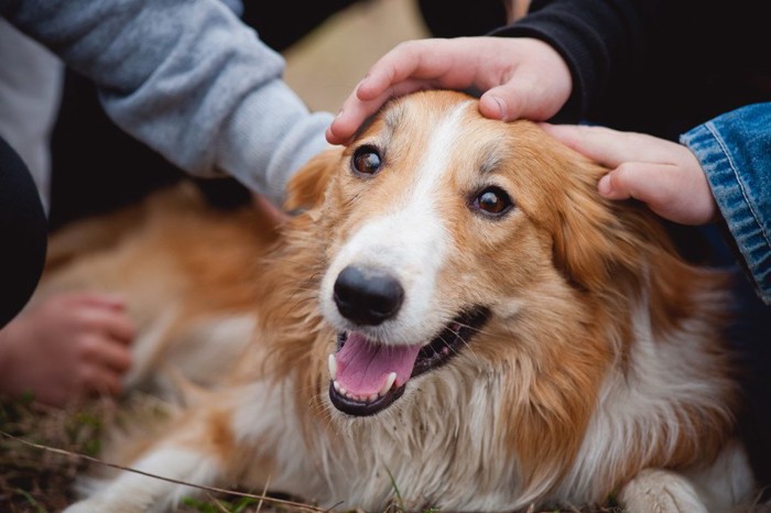 人に囲まれている犬