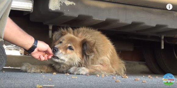 手から食べる犬