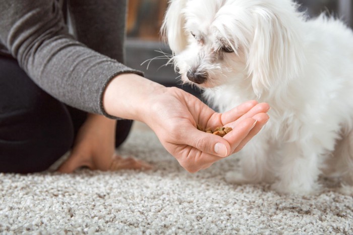 手から食べる犬